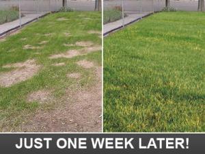 before and after of revived lawn in Deerfield Beach